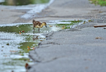 A good day for ducks